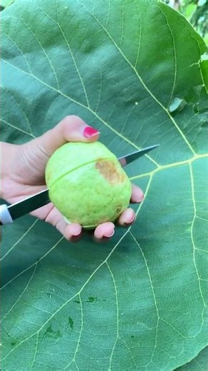 Belah Jambu Kristal #jambukristal