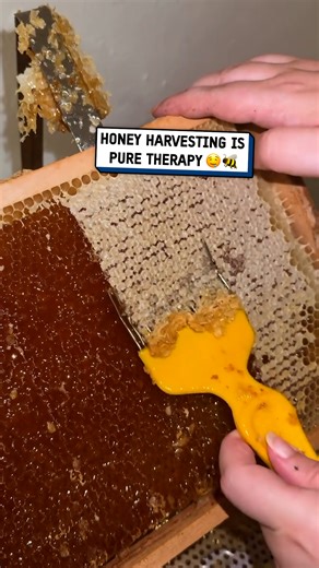 Harvesting honey is a mesmerizing process 🐝😍 #honey #harvest #satisfying | UNILAD Tech