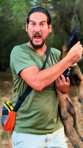 Adiestramiento de Malinois: Tips y Trucos