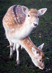 Two-Headed Deer! The rarest Deer ever! #deer #rare #rareanimals | Most Amazing Top 10