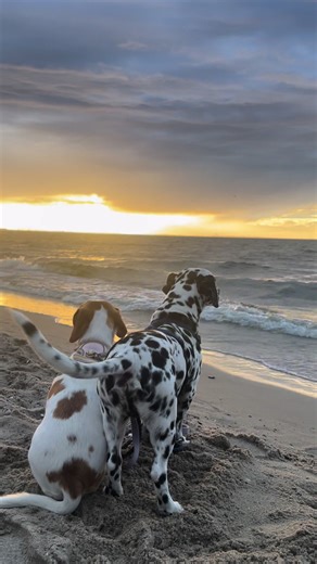 You and me belong together ♥️ #dog #bestfriend #love