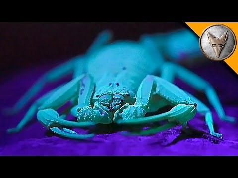 The Deadliest Scorpion in America! (Part 1)