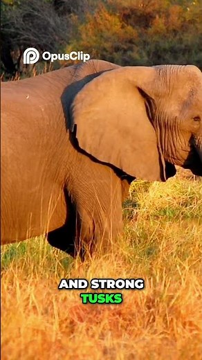 Elephant Facts - Unbelievable Trunk & Where They Live!