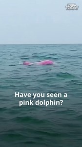 33K views · 270 reactions | An extremely rare pink dolphin was caught on camera in 2021. The video has once again gone viral garnering millions of views. Many people also thought this was an anomaly and pink dolphins didn’t exist. This pink colour dolphin is also known as boto or Amazon river dolphin, which comes under freshwater critters. #Dolphin #PinkDolphin #ViralVideo #AmazonRiverDolphin #Boto #PinkRiverDolphin | India Today | Facebook