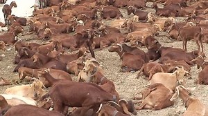 Large Herd Mountain Goats Great Bell Stock Footage Video (100% Royalty-free) 55267 | Shutterstock
