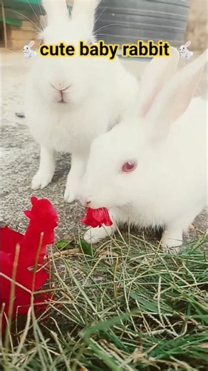cute baby rabbit 🐇🐇 #mycuterabbit #shorts