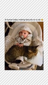 507K views · 25K reactions | Follow @catsbeingcar for More!  Did you know cats communicate using a combination of vocalizations, body language, and scent marking? Their purring, meowing, and slow blinking are all ways to express mood and build bonds with humans and other animals. Understanding these subtle signs helps deepen the connection between cats and their owners. #catmemes #petmemes #funnycats #petvideos #catsofinstagram | Cats Being Cars | Facebook