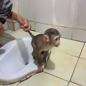 29K views · 466 reactions | Mother teaches adorable baby monkey to defecate in toilet | Monkey ROJO | Facebook