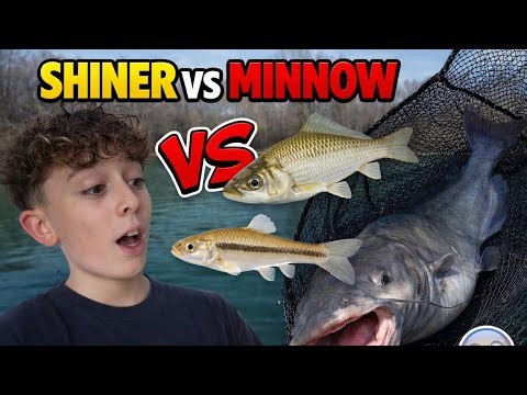 Minnow vs Shiner Challenge (GIANT Fish Caught)