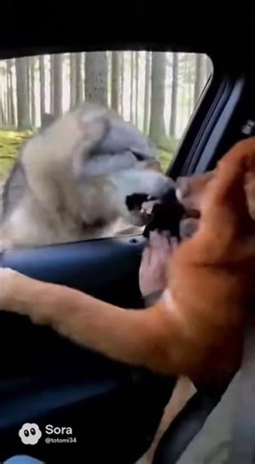 Wolf Attacks Dog Trapped in Car – Intense Fight Caught on CCTV