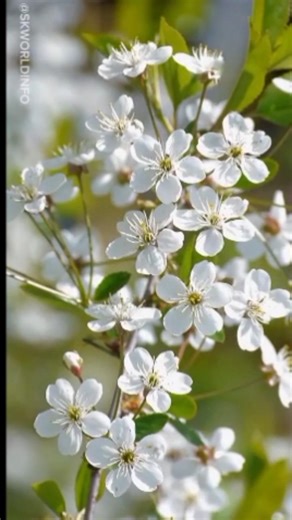 BEAUTIFUL 4K NATURE VIDEO 🌥️❤️‍🩹