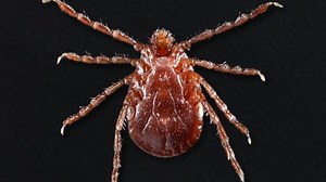 Infectious Diseases A-Z: Why the Asian longhorned tick is more than a menace - Mayo Clinic News Network