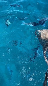 Florida Sport Fishing TV on Instagram: "If they were edible there wouldn’t be any left. For a sporty battle on yellowtail gear, drop back a small bait on a tiny gold hook rigged on ultra thin 4 lb mono. Florida Sport Fishing TV+, providing anglers with 300+ instructional videos with no annoying YouTube ads, fresh content twice weekly and a personal 24/7 fishing helpline. Visit www.FSFTV.com now and see what everyone is talking about!. Save 50% with coupon code BAITFISH. #rigitright #ilovetofishi