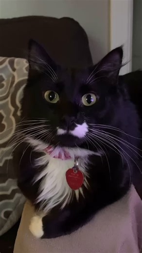 Five Point Palm Exploding Heart Technique | OUR DEBUT ALBUM COMES OUT IN ONE WEEK!!!! LINK TO PRESAVE IS IN OUR BIO. LOVE YALLL