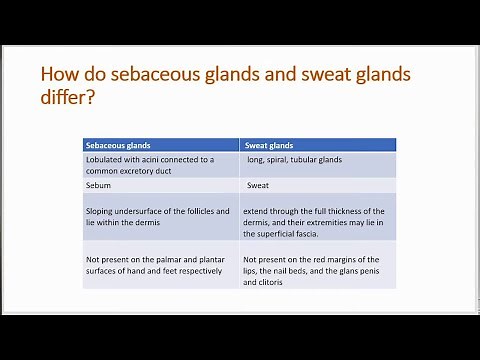 How do sebaceous glands and sweat glands differ?