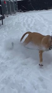 1K views | Gorp | BARCS Animal Shelter | Facebook