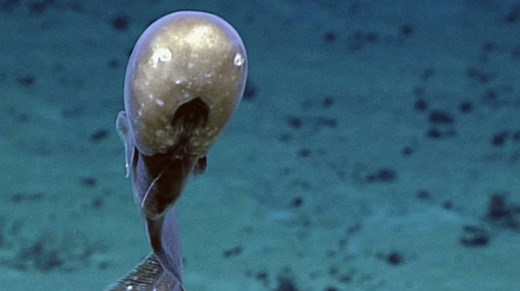 Mysterious deep sea creature with no facial features was discovered for first time since 1800s