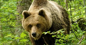 Christos Stavrianidis knuffades ner i en ravin av en björn