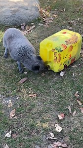 🦊 Un bidon odorant pour nos renards arctiques! Il a été conçu par les enfants qui ont participé à nos activités éducatives cet automne. Pour voir la réaction de nos bêtes poilues, regardez la vidéo. 🎥 | Aquarium du Québec
