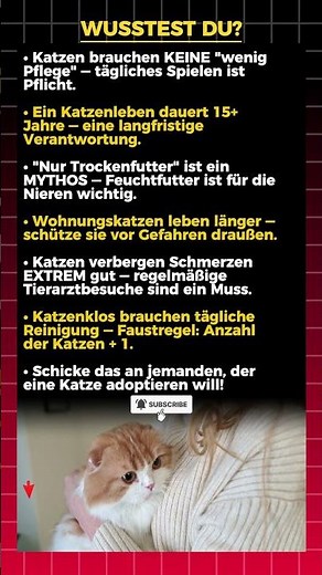 Also du willst eine Katze? Lies das ZUERST 🐈🚫