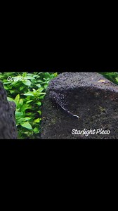 The L183 Starlight Bristlenose Pleco or commonly known as Starlight Pleco is a member of the Loricariidae family, under the Ancistrus genus, also known as the Bristlenose Catfish. Average size is 4-6", good for medium sized to large aquariums. They are docile creatures and won't bully smaller fishes and other tankmates. Efficient algae eater that will scrape any available food including commercialized feeds. Good for bigger planted setups, around 25gal and up. Lastly, since they are Plecos, they