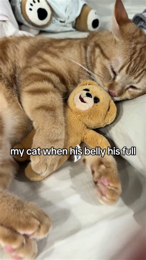 not real meow 🤣🤣