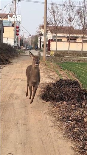 I've never seen such a confident deer 😅 (🎥: ViralHog)