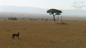 5.3K views · 466 reactions | Animal Planet Channel on Reels | Facebook