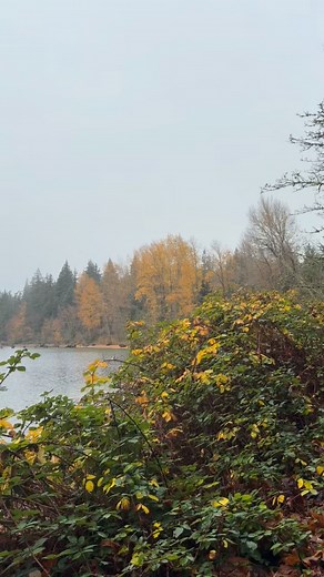 Fat Dragonfly Collection on Reels