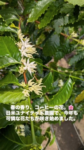 一足早い春の訪れ。コーヒーの木に、可憐な白い花が咲き誇っています。国産コーヒー農園「日米ユナイテッド農園」から届いた、心安らぐ風景です。 #国産コーヒー#コーヒー農園 #コーヒーの花