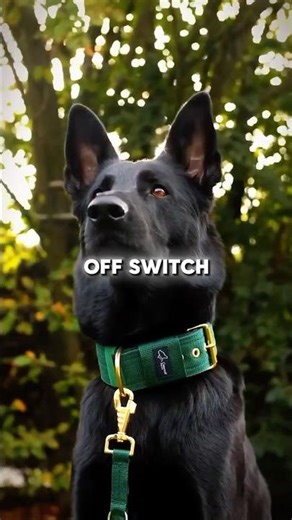 The 4 German Shepherd Lines You NEED to Know 🐕 (Full Guide)