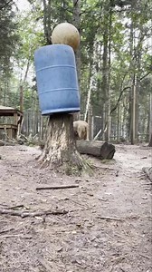 786K views · 1.1K reactions | Happy World Lion Day! Here’s another video of them playing with their barrel. Show us your pictures of Vern and Lola! | GarLyn Zoo Wildlife Park | Facebook