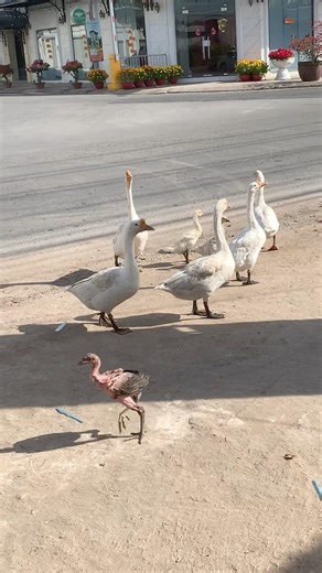 The geese roam around, making delightful calls #goose #goosesounds #animalsounds #farmanimals