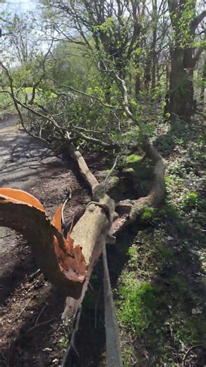 Honda Big Red Tree Towing