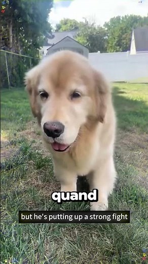 Ces chiens sont TROP Drôle ! 😂😭