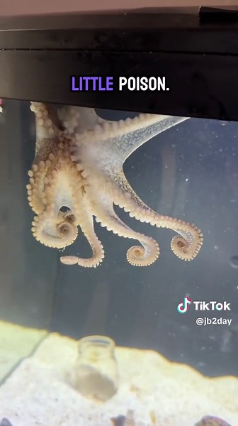 Meet Bam Bam, the Interactive Octopus! 🐙 Watch Him Crack Clam Shells!