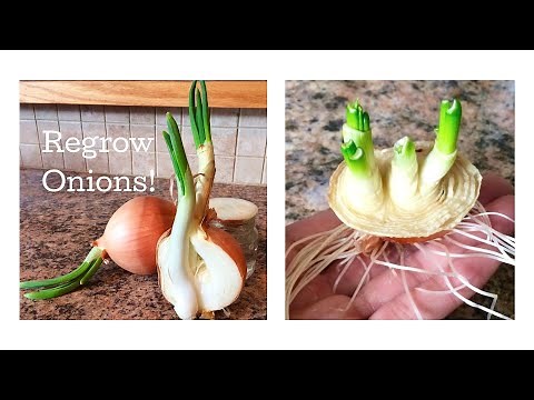 How to Regrow Onions from Scraps (March 2017)