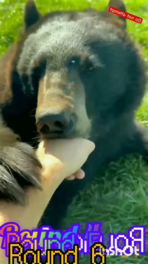 YTP TENNIS ANIMALS BITE ROUND 6