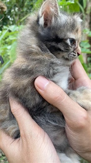 Cat Sound This Adorable Meow Will Melt Your Heart Instantly #cat #kittens #catsoftiktok #cute #meow