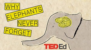 2.8M views · 18K reactions | Happy World Elephant Day! | TED-Ed | Facebook