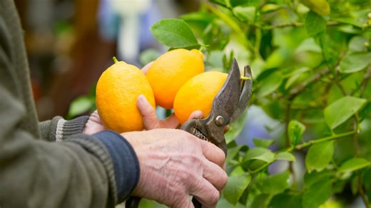 Paso a paso: cómo germinar semillas de limón en el jardín y obtener un joven limonero en el verano 2026