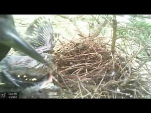 Crow attacks Mourning Dove nest and kills babies