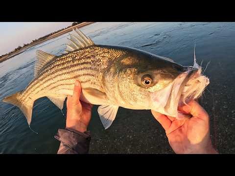 Striped Bass Surf Fishing Interrupted By Jumbo Bluefish!