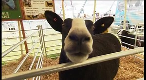 5.1K views · 89 reactions | More than 100,000 visitors are expected at this year's New Forest Show. Ben Moore was one of them - bringing you this colourful showcase of Hampshire's rural life. | BBC Hampshire & Isle of Wight | Facebook