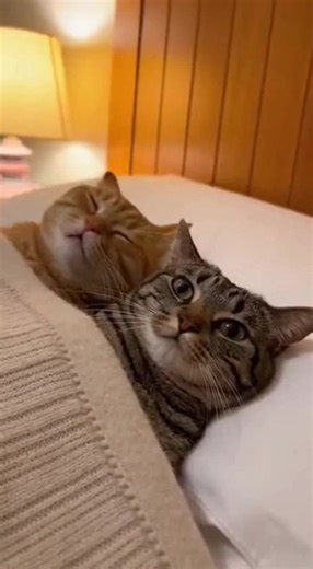 Why Snoring Isn't Allowed Around Pets