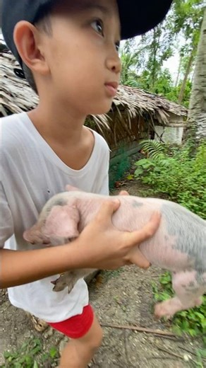 Vaccination and medication for Healthy Body #piglets #pigindustry #piggies