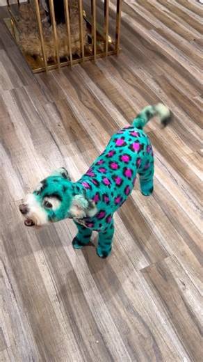 Gabriel Feitosa on Instagram: "He looks amazingly poisonous ☠️ #cutedog #doggrooming Pulse zr 2 clippers by @andisgrooming Shampoos and conditioners by @hydra_usa All dyes by @opawz Light up table by @waggzgrooming"