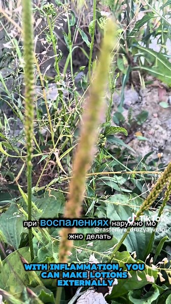 Цветы подорожника: лечебные свойства и применение