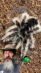 52K views · 481 reactions | Bug Fest! | The Molinaro Snake Lab | Facebook