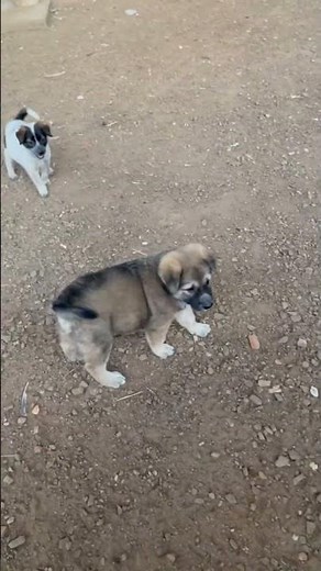 #frenchiesoftiktok #puppy #frenchietime #cute #frenchielife #frenchie #frenchbulldog #frenchielover